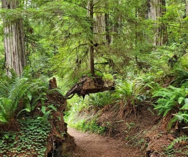 The Berry Glen Trail - One of Humboldt County's Best Hikes